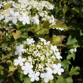 Viburnum