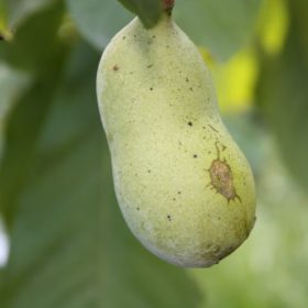 indijanska banana belle