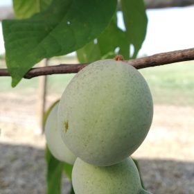 indijanska banana benson