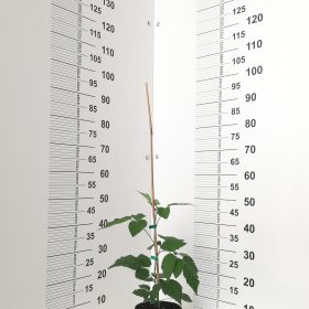 MALINA ENROSADIRA NA DAN 8.7.2026.