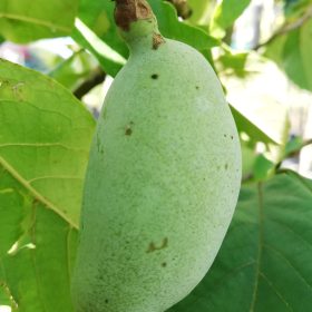 indijanska banana georgia