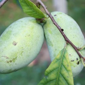 indijanska banana halvin