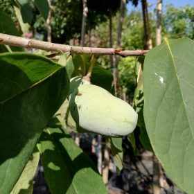 indijanska banana pina colada