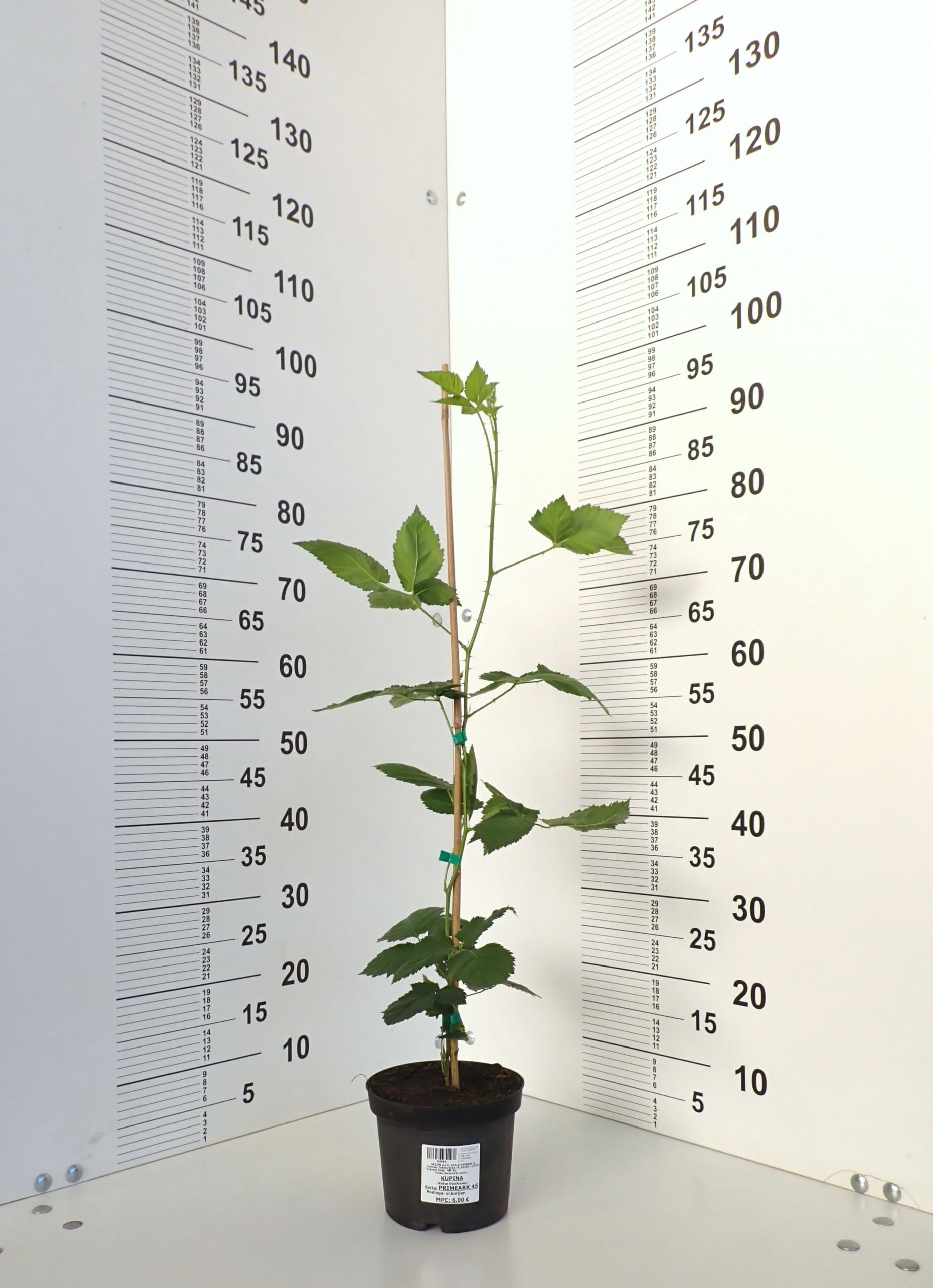 kupina primeark 45 2026