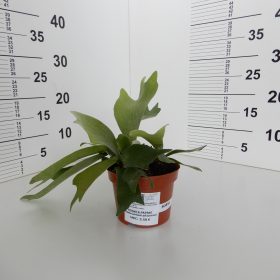 Rogata paprat