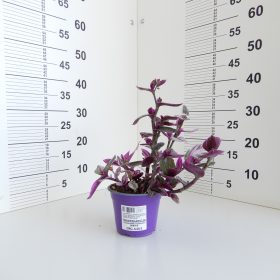 Tradescantia
