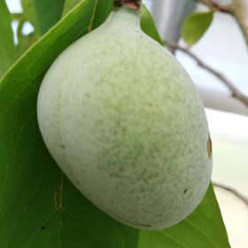 indijanska banana walters