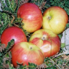 jabuka cipolla