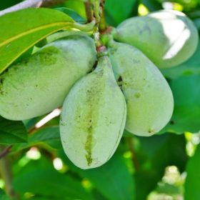 indijanska banana green river
