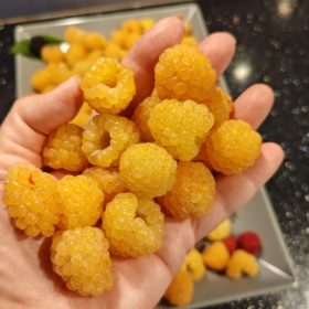 malina jantar plodovi