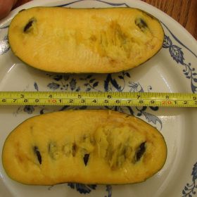 indijanska banana kentucky champion