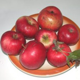jabuka pontella