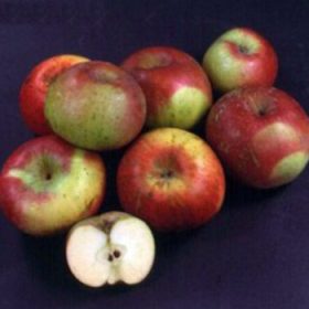jabuka prata