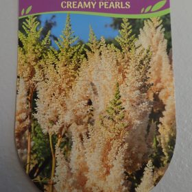 astilba creamy pearls dunes sand