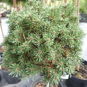 Planinski bor 'Shorty'
