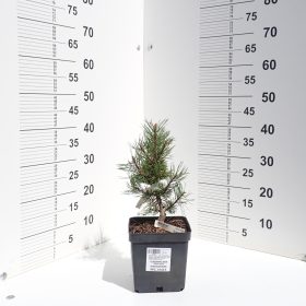 BOR WINTERSONNE