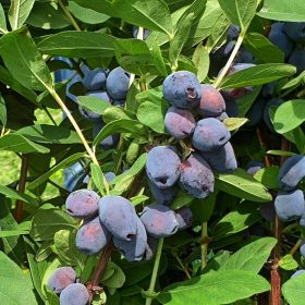Haskap 'Blue Treasure'