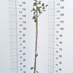 Hruška 'Campanella'