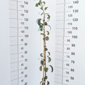 Kruška 'Cannella'