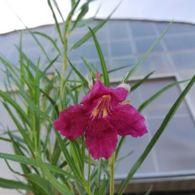 Pustinjska vrba 'Burgundy'