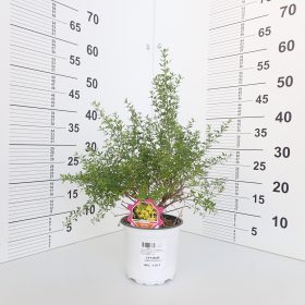 Cytisus