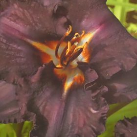 dnevni ljiljan longfields black magic