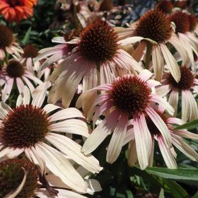 Echinacea 'Fountain Pink Eye'