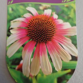 echinacea fountain pink eye