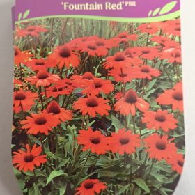 ECHINACEA FOUNTAIN RED