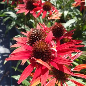 echinacea fountain red