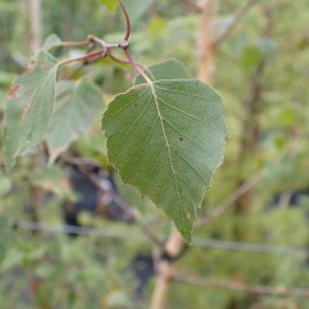 Breza 'Schneverdingen Goldbirke'