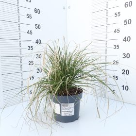 Deschampsia 'Goldschleier'
