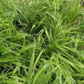 hakonechloa greenhills