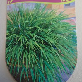 HAKONECHLOA GREENHILLS hakonechloa greenhills