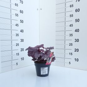 HEUCHERA WILD ROSE2