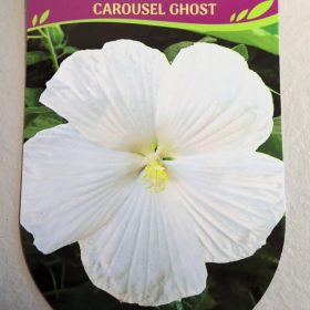 hibiskus carousel ghost