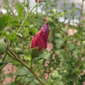 hibiskus flower tower ruby