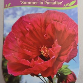 HIBISKUS SUMMER IN PARADISE hibiskus summer in paradise
