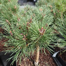 planinski bor hobit