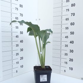 HOSTA BLUE MAMMOTH