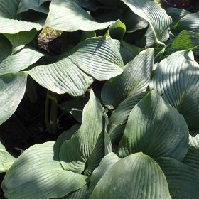 hosta blue mammoth