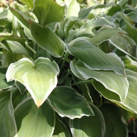 Hosta 'Citron'