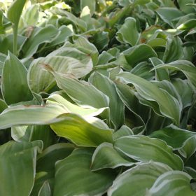 HOSTA CITRON2