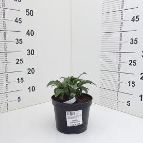 HOSTA DANCING MOUSE
