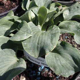 hosta dancing mouse