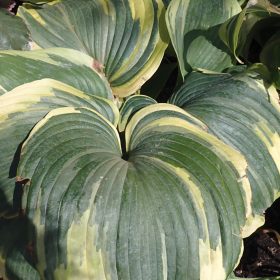 hosta earth angel