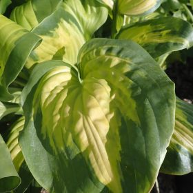 hosta enchiladas