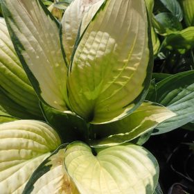 hosta gold standard