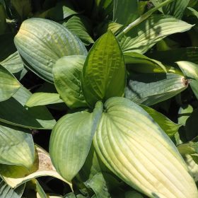 HOSTA GOLD STANDARD1