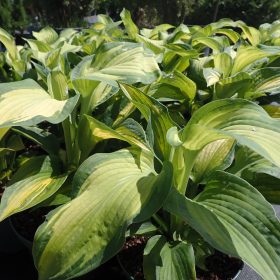 hosta golden meadows